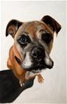 Boxer Dog - Posted on Wednesday, November 12, 2014 by James Coates