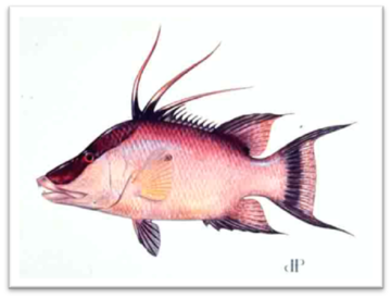 Hogfish illustration