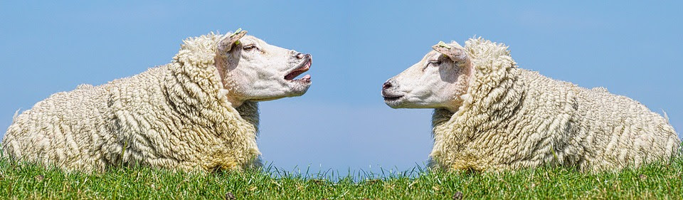 Lammas, Tiedonannon, Keskustella, Riita, Puhua, Röyhkeä