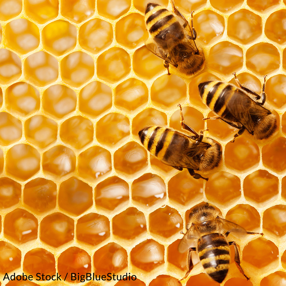 Sign to Ban Bee-Killing Chemicals