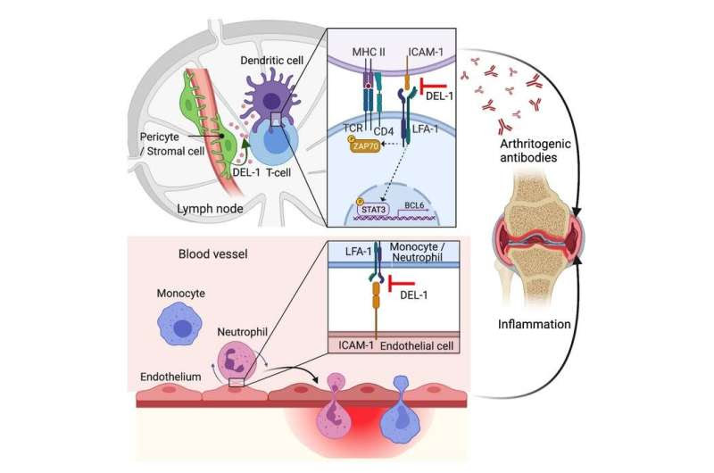 A two-pronged approach to keep rheumatoid arthritis in check