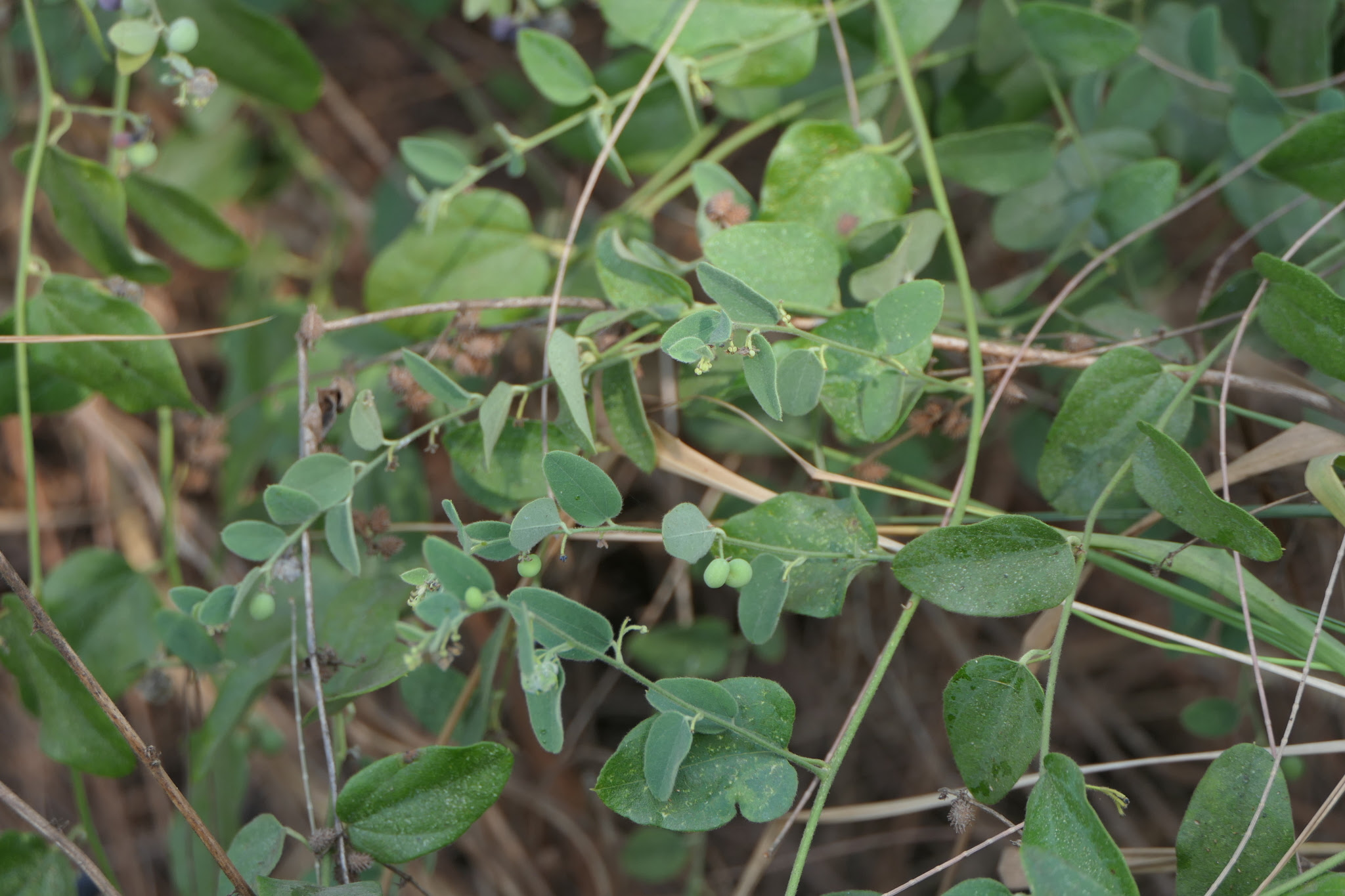 Cocculus hirsutus (L.) W.Theob.