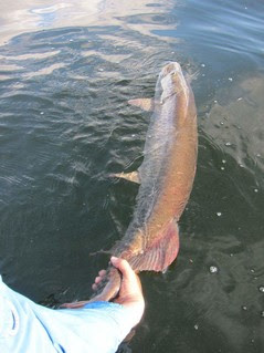 releasing a muskie