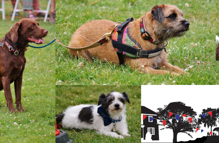 Who let the dogs big day out?