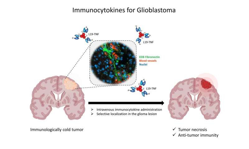 Fusing cytokines with antibodies found to be effective at treating brain tumors in mice