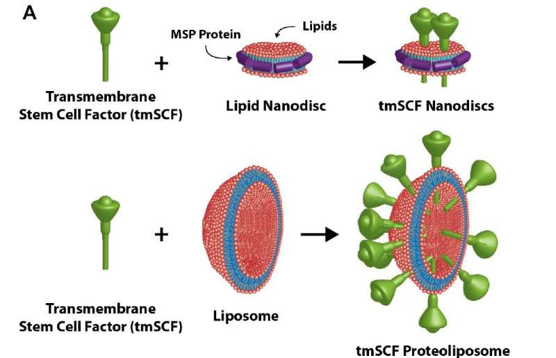 Protein discovery reinvigorates promising new therapeutic