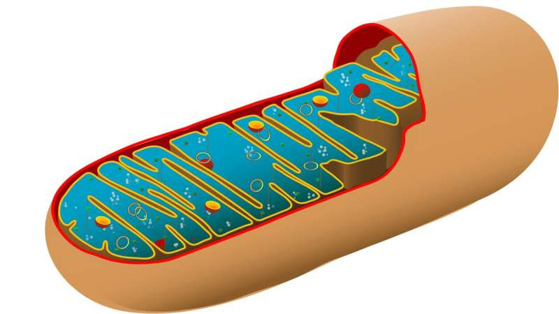 New study reveals a key role of mRNA metabolism determinants in ageing and disease