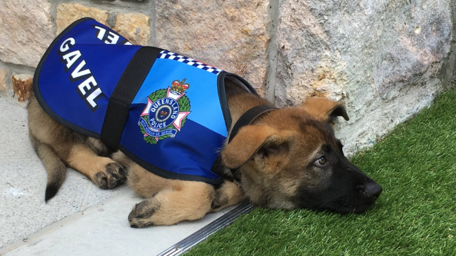 puppy-fired-too-nice-governor-queensland-png-1496934565