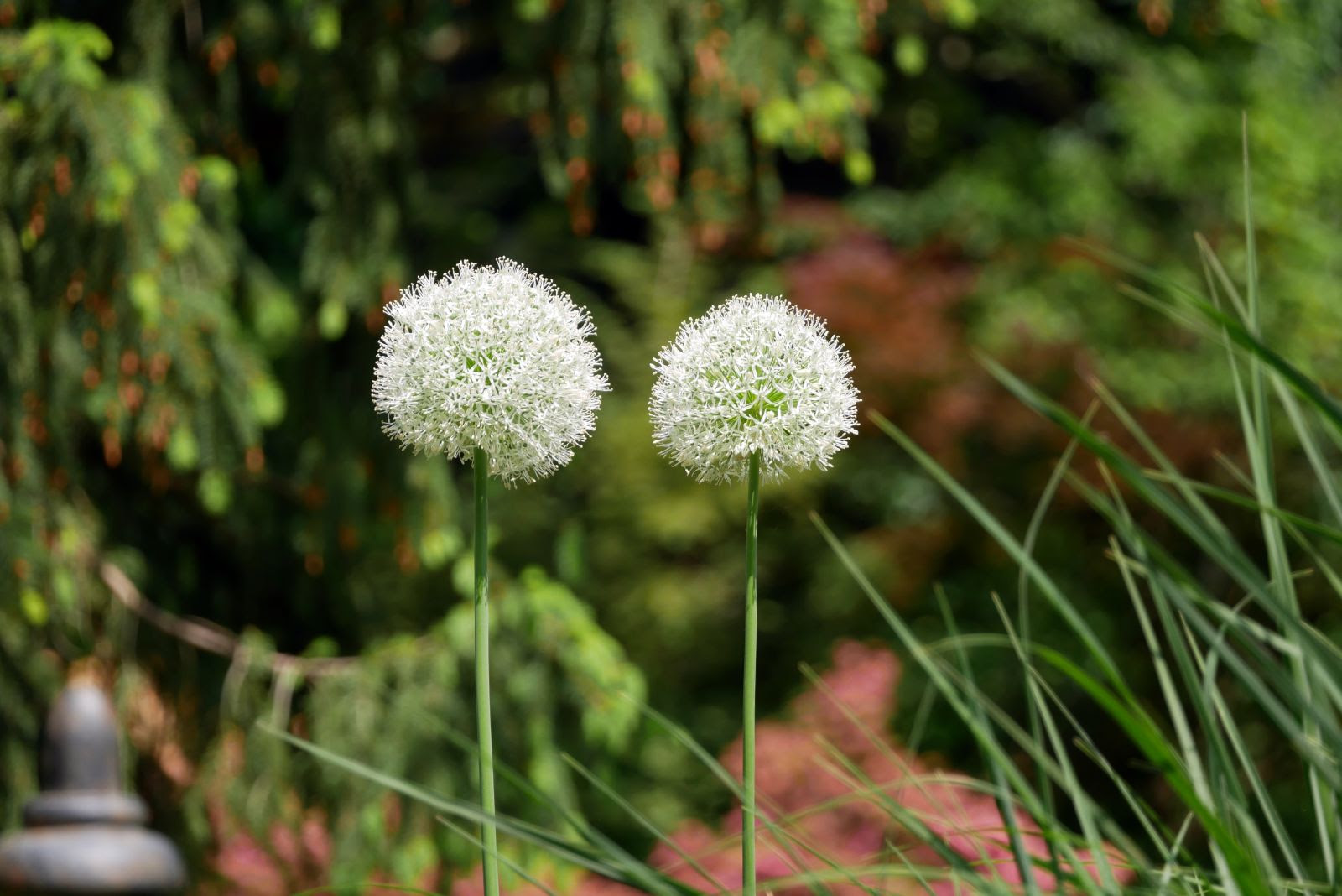 Chrissy-Allium-20230516.jpg