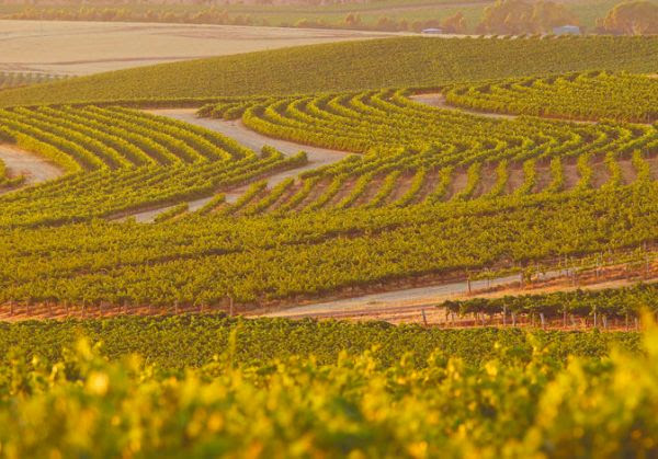 Grape vines on slope at the Wakefield Wines Estate in Clare Valley, Australia