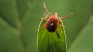 Allergic to Meat: Lone Star Tick May Make Vegetarians of Some (ABC News)