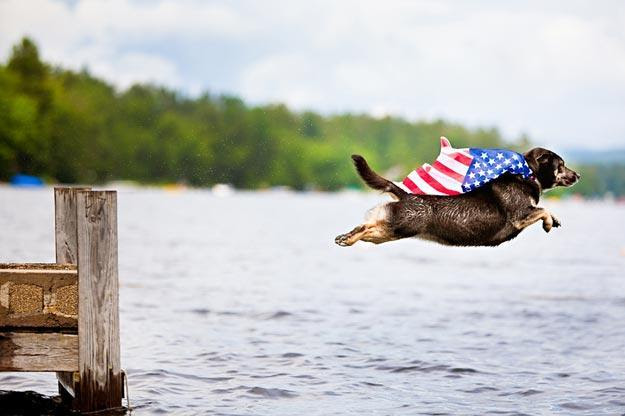 patriotic dog jump