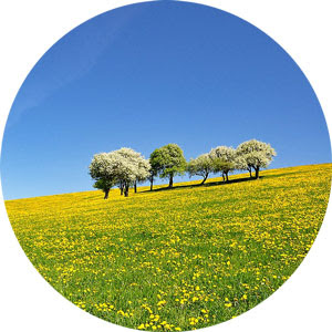 La primavera fa capolino: facciamo incetta di erbe spontanee
