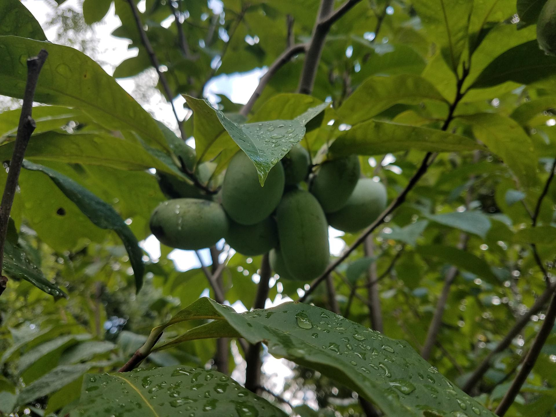 A cluster of pawpaws on a tree whose leaves are glistening with raindrops