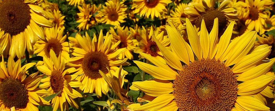 http://mjd.dominicos.org/wp-content/uploads/2014/10/girasoles.png