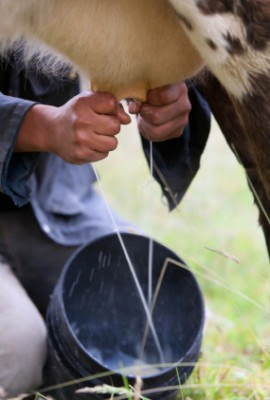 How To Handle Raw Milk … And Even Make It Last Longer Milk_cow-270x400
