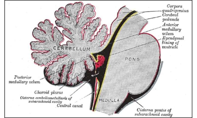 Exploring an unsung part of the brain: the choroid plexus