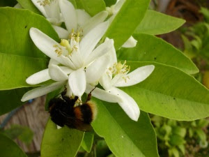 Bumble bee on orange blossom in the tunnel - give thanks every time you see a bee - without them we would be very hungry! Bumble bee on orange blossom in the tunnel - give thanks every time you see a bee - without them we would be very hungry!