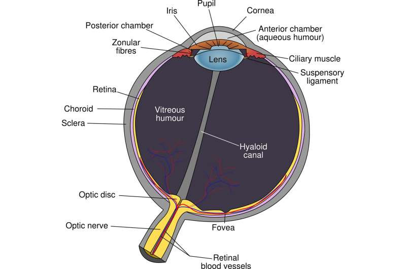 cornea