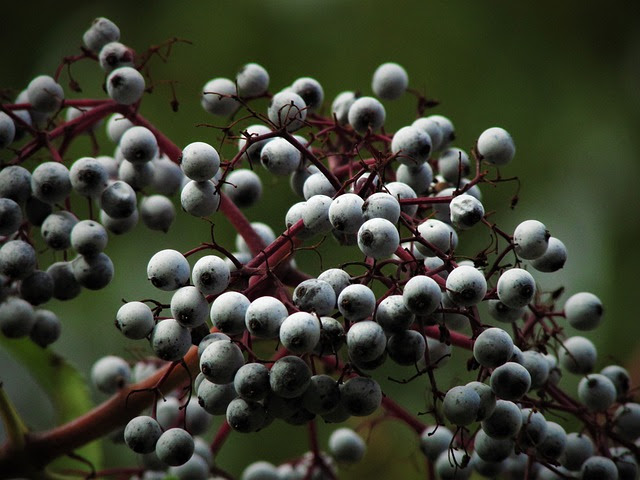 Among the health benefits of elderberry are its use as a natural remedy for colds and the flu (The Grow Network)