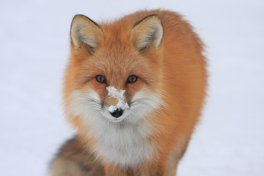 Red fox with snow on its snout looking at the camera