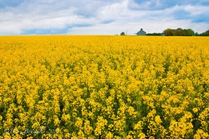 Europe-France-Countryside-Colza-Flower-1-L