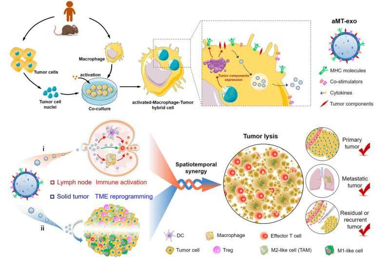 Chimeric exosomes co-activate immune response and tumor microenvironment for cancer immunotherapy