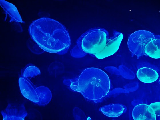 Oceanogràfic