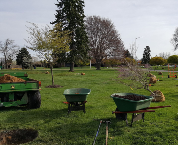 Wheelbarrows, shovels and mulch are at the ready for planting of burlap balled trees. 