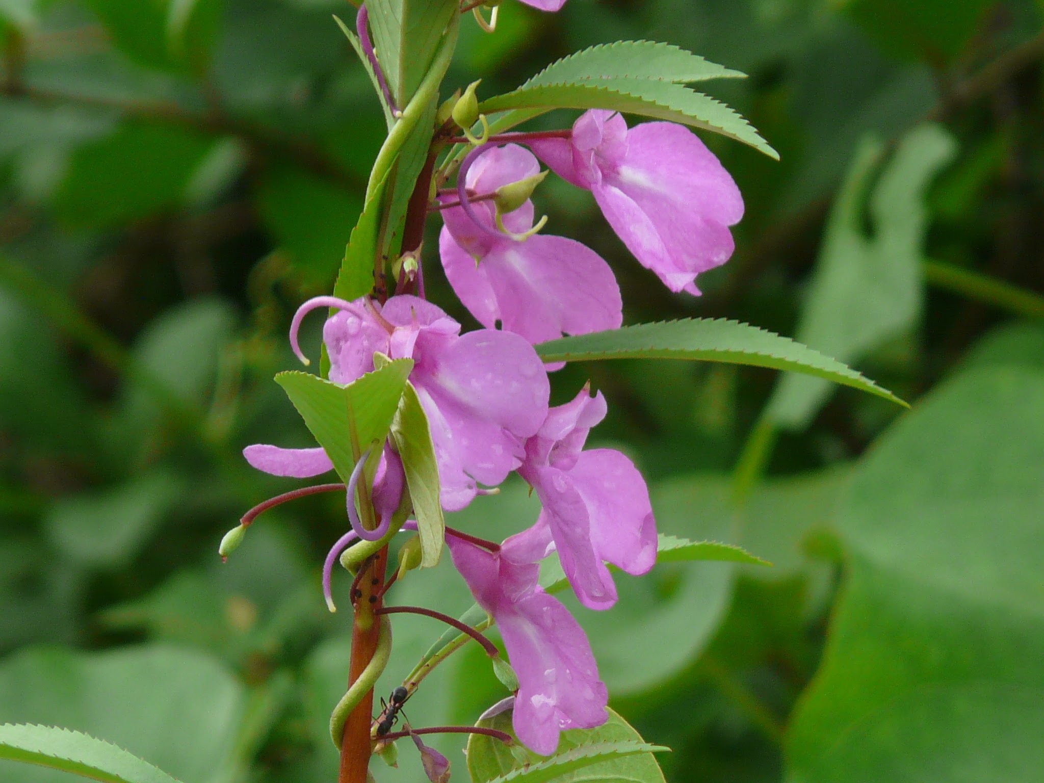 Impatiens balsamina L.