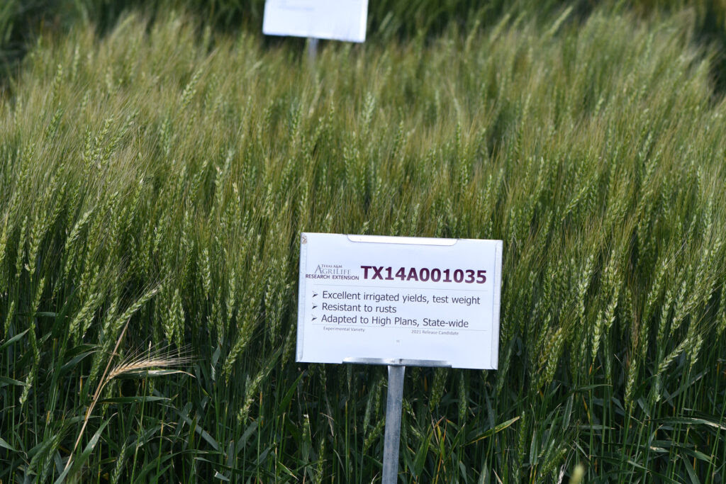 green wheat growing in a field with a sign in front that says TX14A001035 and a description of the characteristics of that wheat
