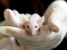 Study suggests anesthesia should be standardized in animal studies