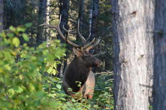 Bull elk in northern Wisconsin.