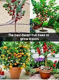What Size Container To Grow Dwarf Fruit Trees - Margaret Dennis Headline