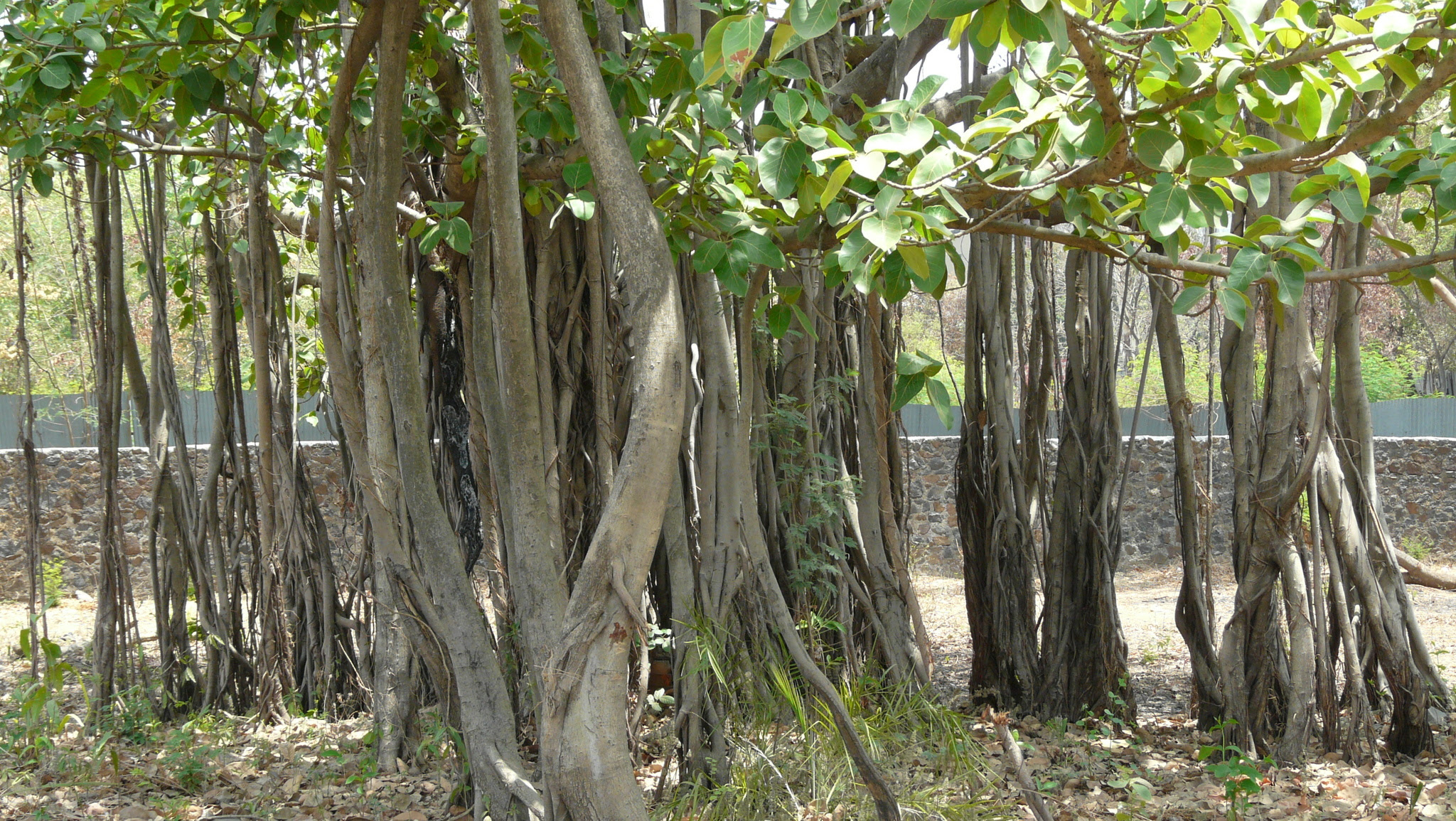 Ficus benghalensis L.