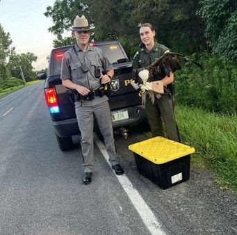 State Trooper and ECO rescuing injured bald eagle