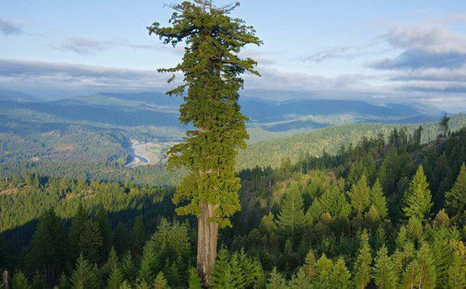 Đây là cái cây cao nhất thế giới, và là niềm tự hào của cả nước Mỹ
