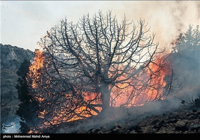 Fire Burns Parts of Irans Golestan National Park