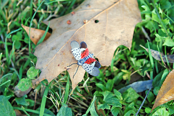 An insect the size of a quarter with multiple sets of colored wings sits on a dead leaf on grass.