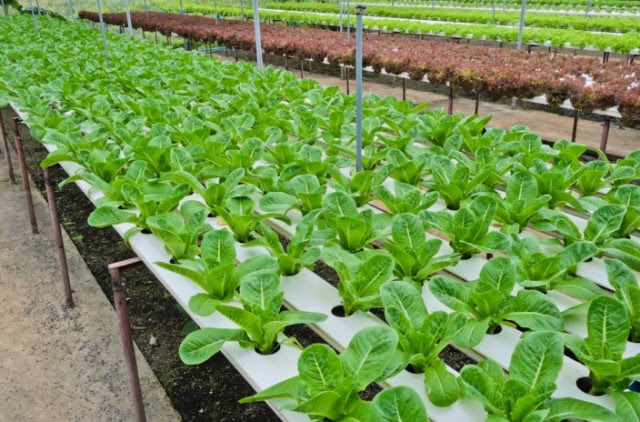 Vegetable Gardening With Fish: Three Types of Aquaponics Systems