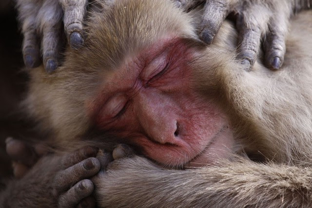 Ngắm ảnh thiên nhiên tuyệt đẹp đoạt giải của NatGeo năm 2017 - Ảnh 5.