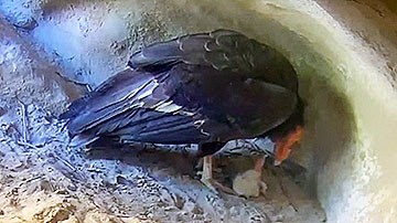 California Condor pair with their newly hatched chick