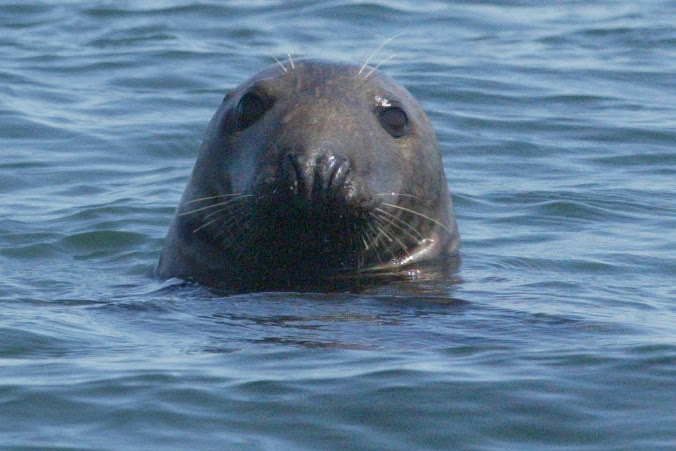 gray_seal1_fullsize.jpg