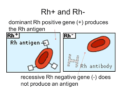 The RH Negative Mystery Is Admitted at Last by Geneticists (Video)