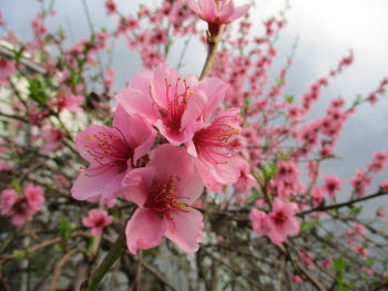 The glorious sight of pollinated peach blossom - dark pink staining inside the flowers showing they have been pollinated