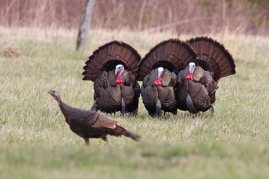 Spring turkey season will open April 15. Hunters should practice social distancing to slow the spread of COVID-19 -  - Photo credit: Contributed