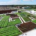 Green Roof on Canadian Grocery Store