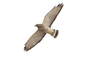 Broad-winged Hawk by J Richardson (2)