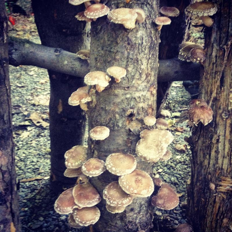 mushrooms, woodlot, agroforestry, tree