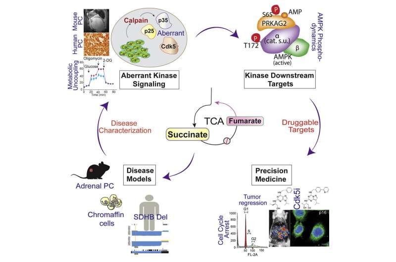 New understanding of how faulty metabolism triggers adrenal cancer